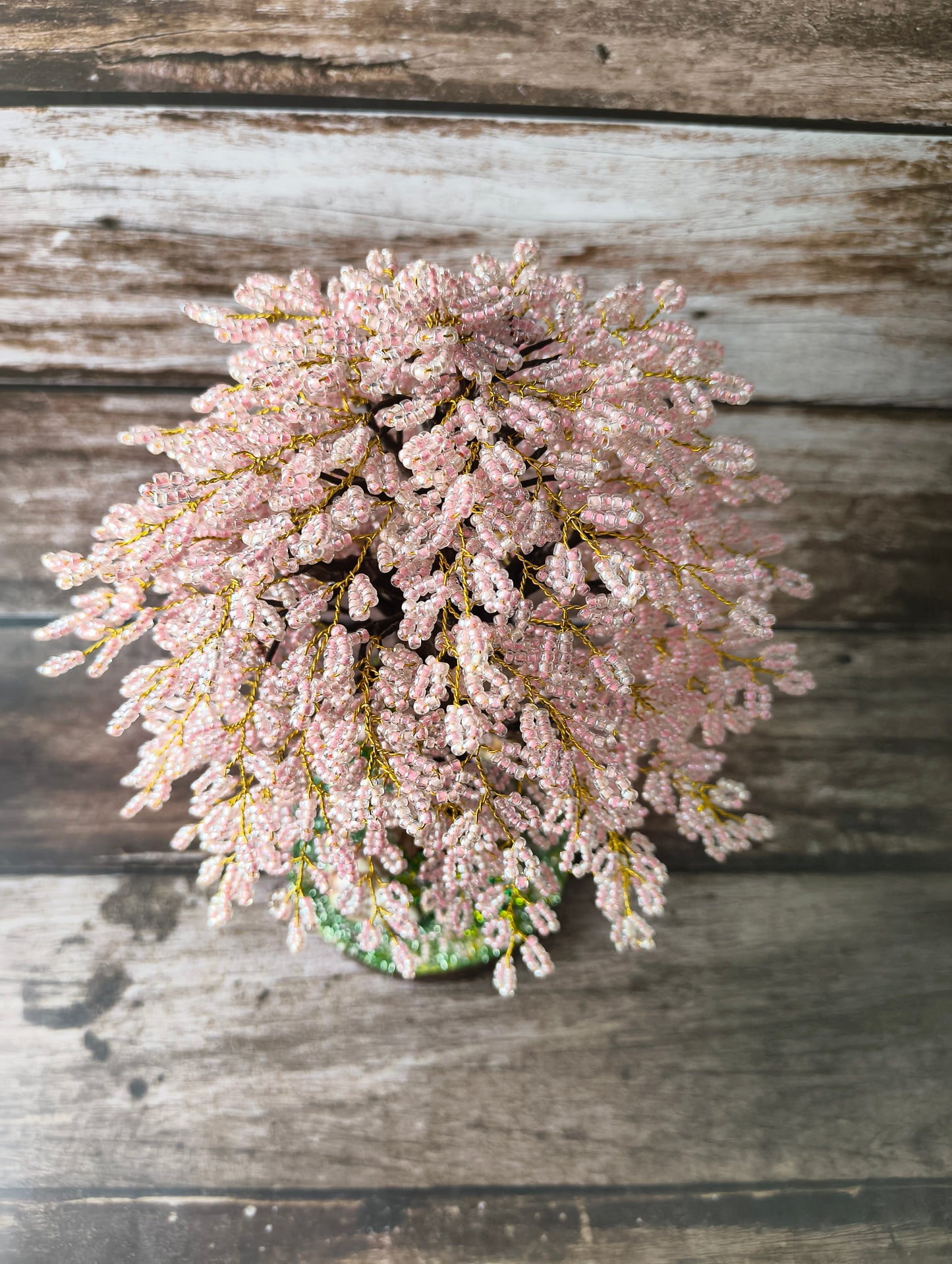 Cherry blossom