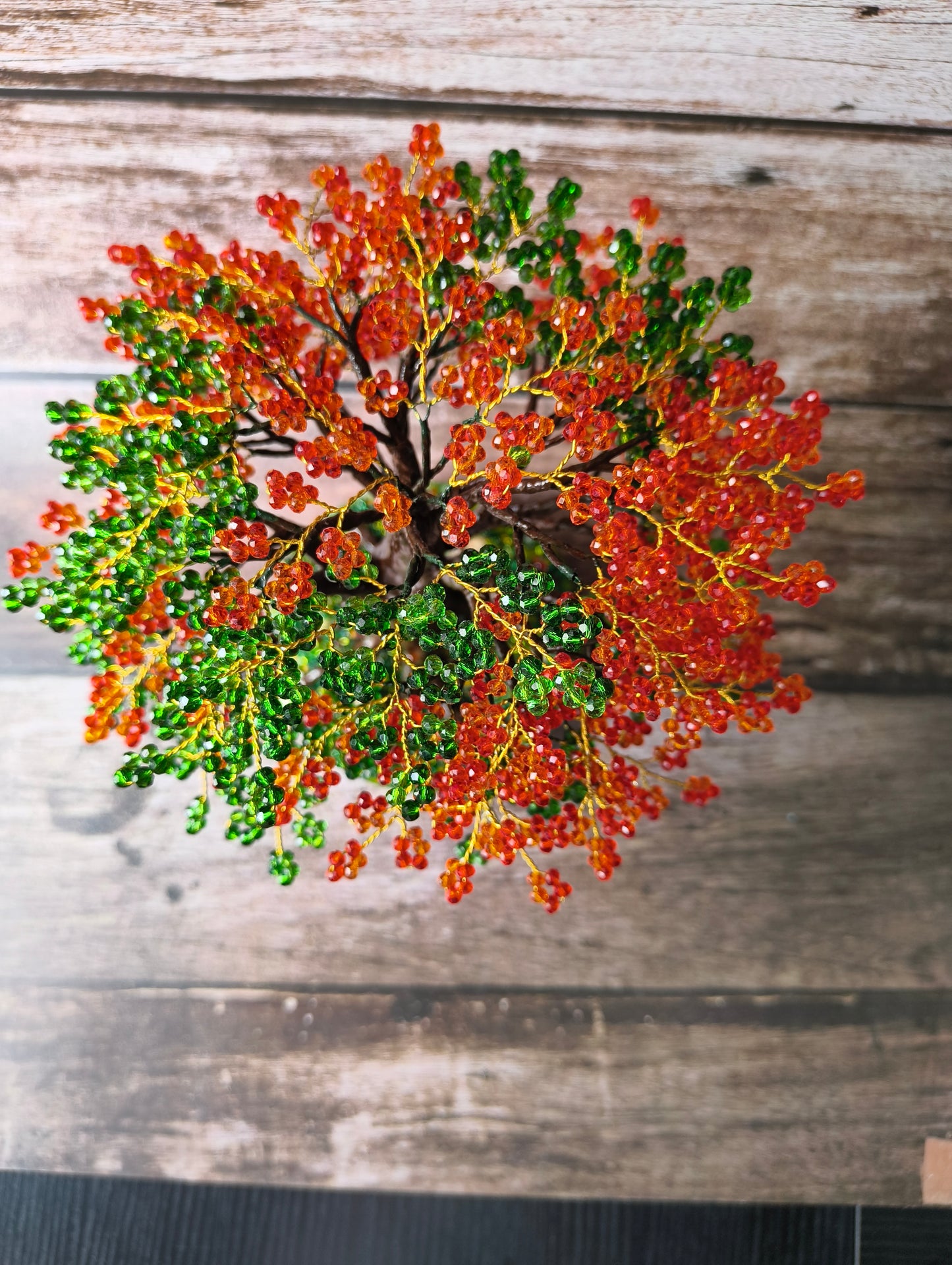 Gulmohar tree